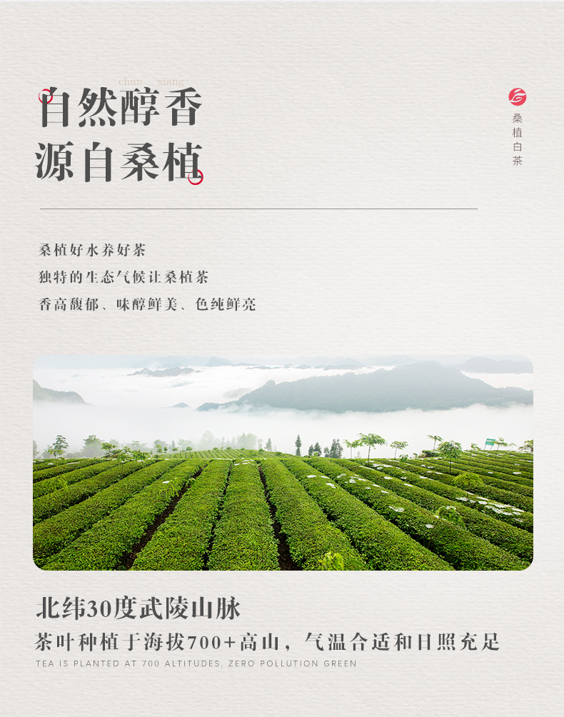 桑植白茶_03.jpg