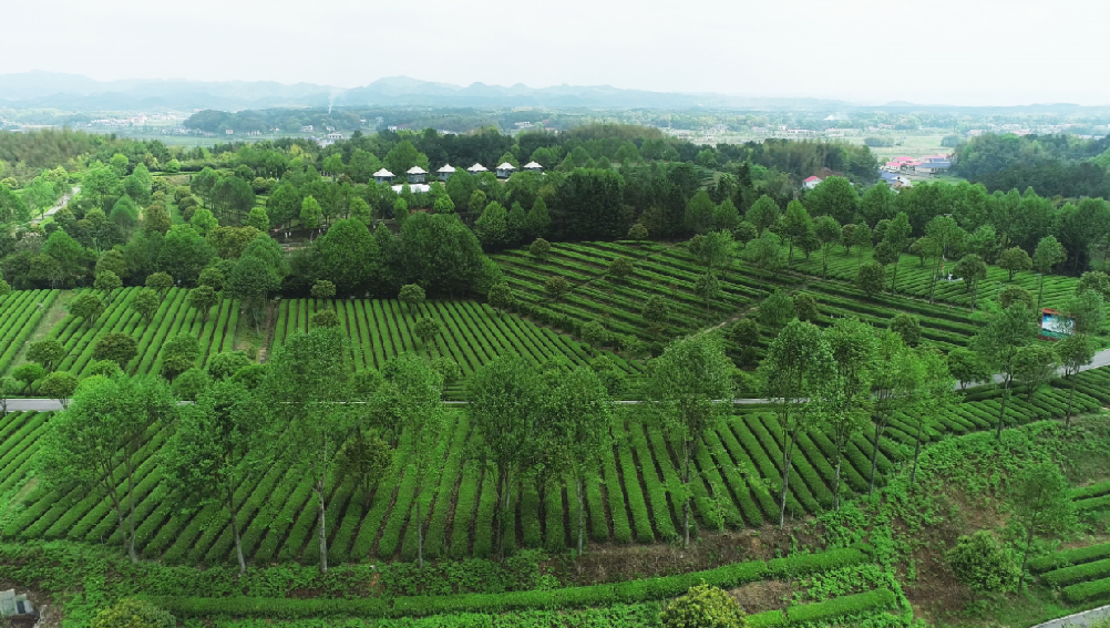 全国“三品一标”基地，金井镇茶叶基地榜上有名